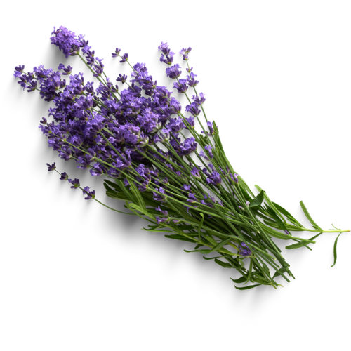 LAVENDER